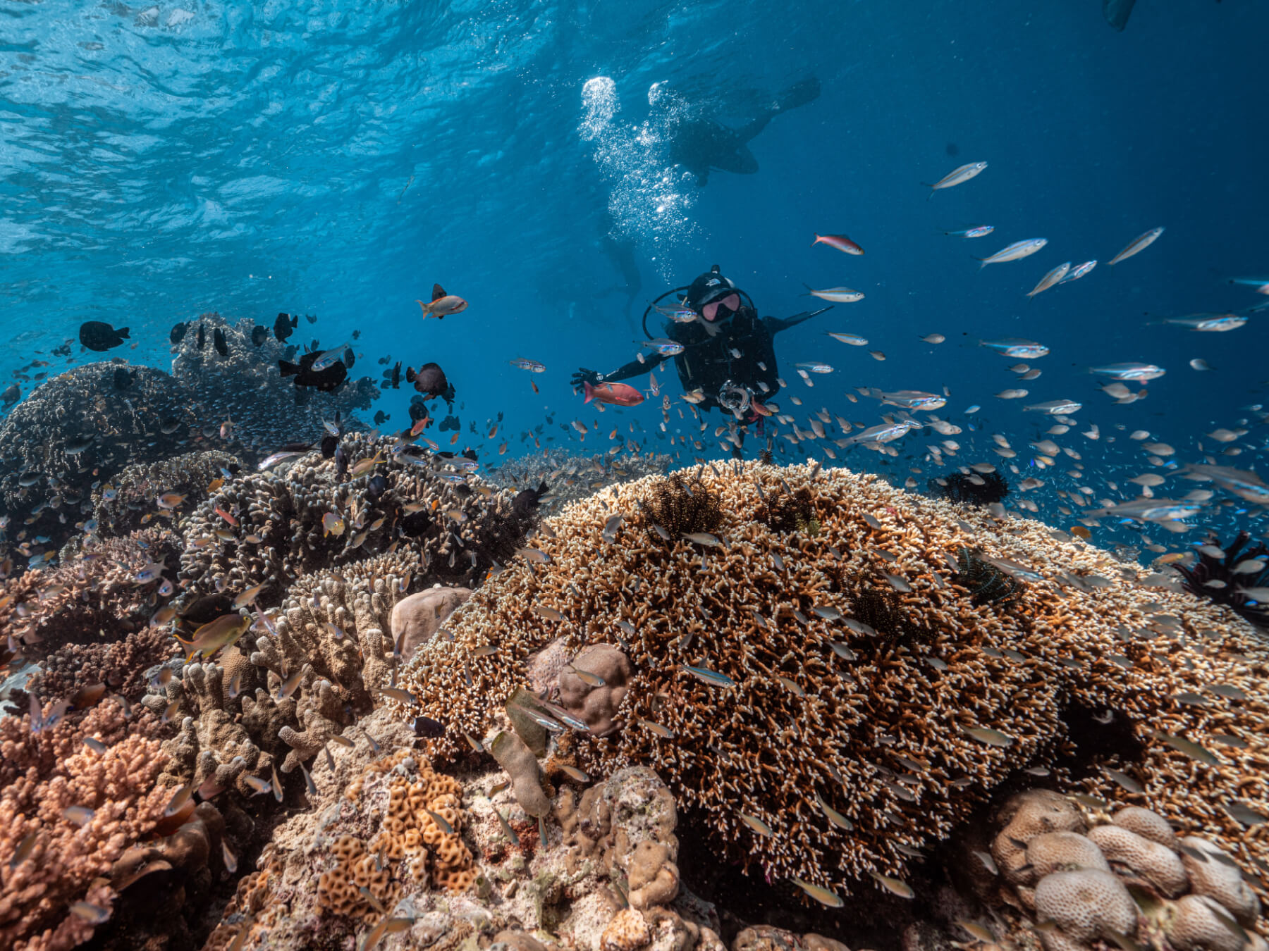 Open Water Diver Course (OWD)