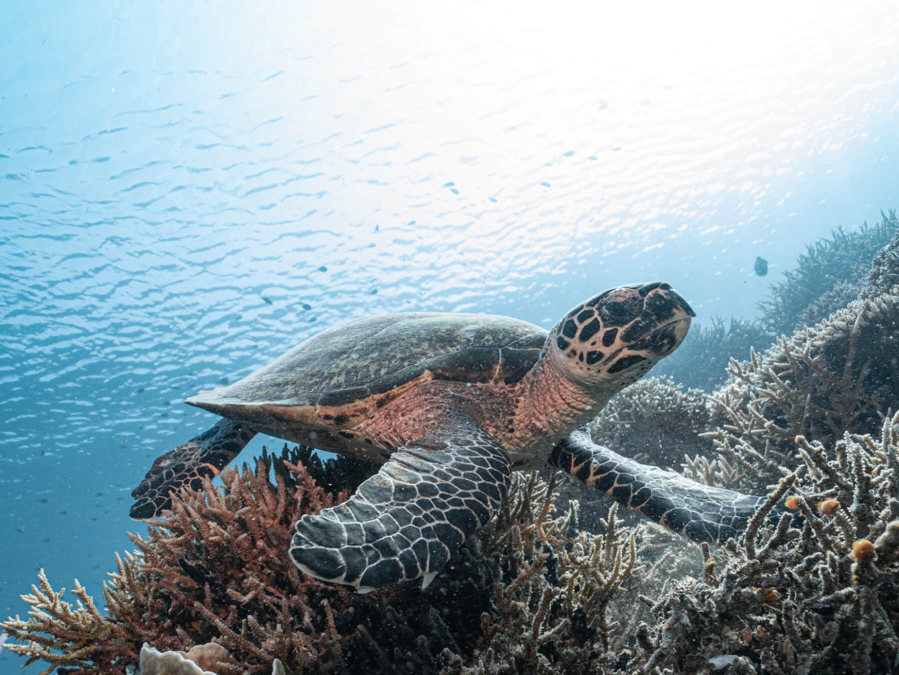 ​Advanced Adventure Diver Course (AA)