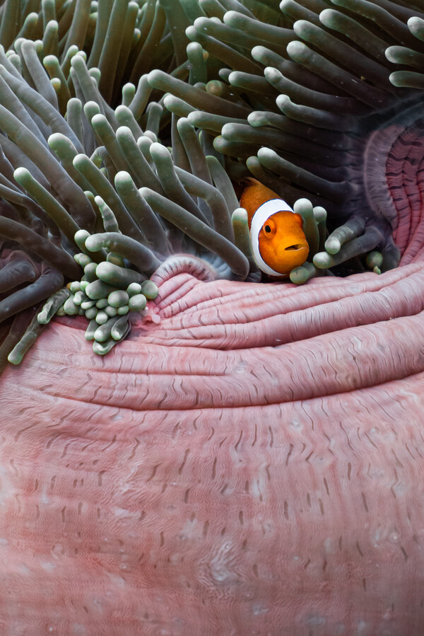小丑魚的照片